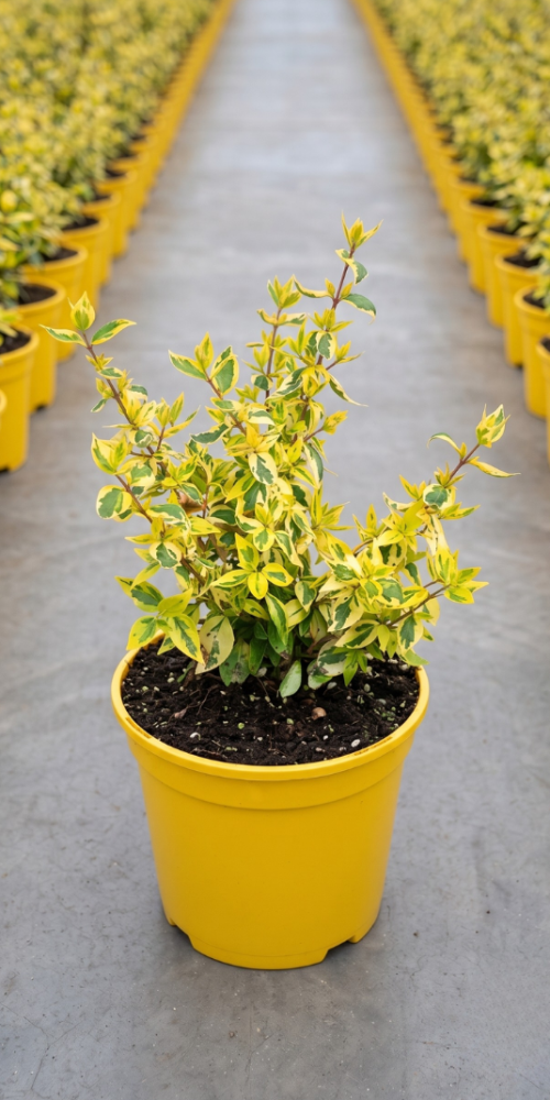 ABELIA VARIEGATA