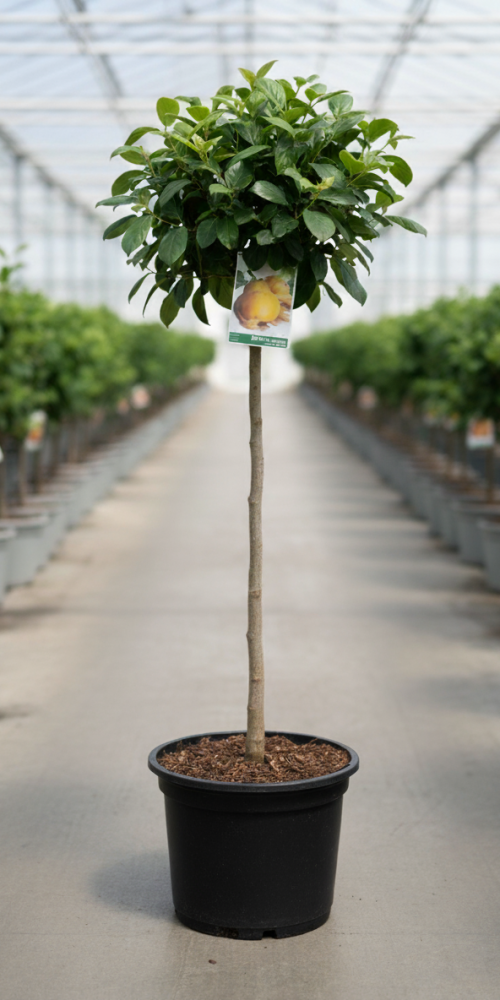 Gemini_Generated_Image_3l2kgs3l2kgs3l2k