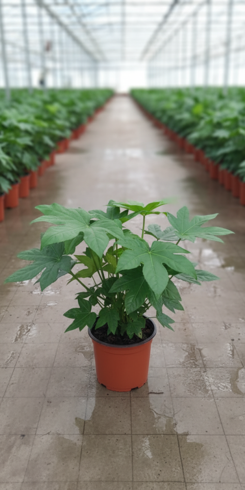 Gemini_Generated_Image_751ba7751ba7751b