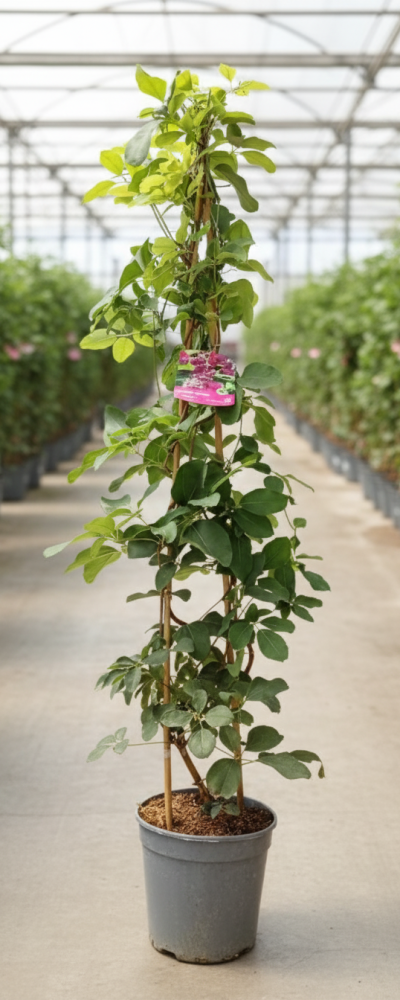 Gemini_Generated_Image_79bgjk79bgjk79bg