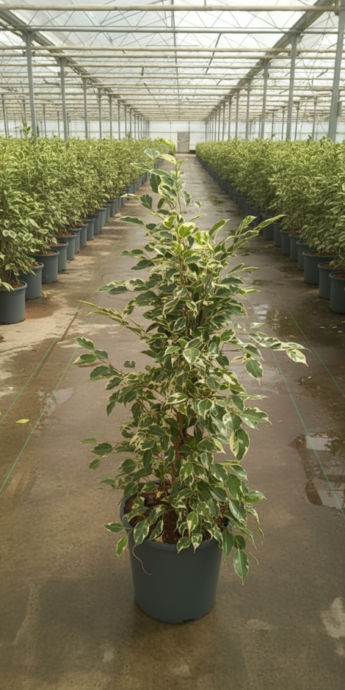 Gemini_Generated_Image_7x7isk7x7isk7x7i