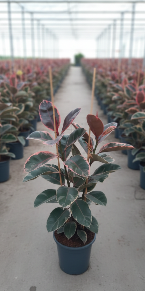 Gemini_Generated_Image_d0500zd0500zd050