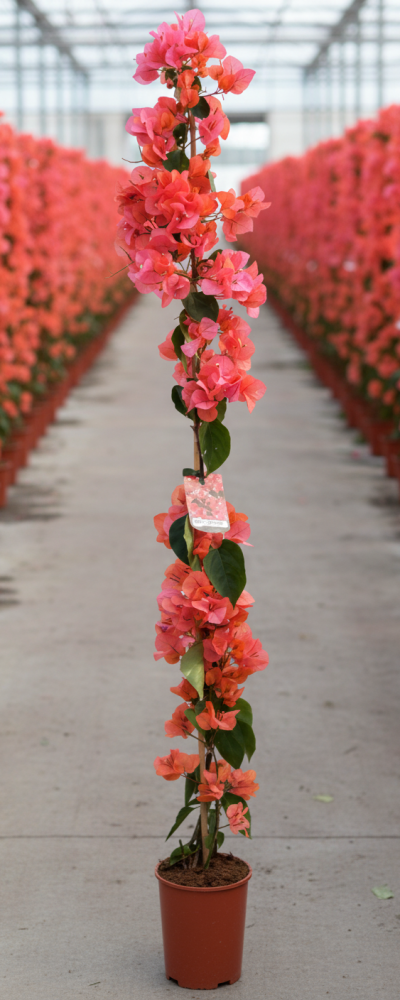 Gemini_Generated_Image_e0l6rre0l6rre0l6