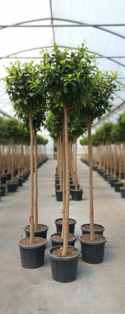 Gemini_Generated_Image_ekxxmwekxxmwekxx