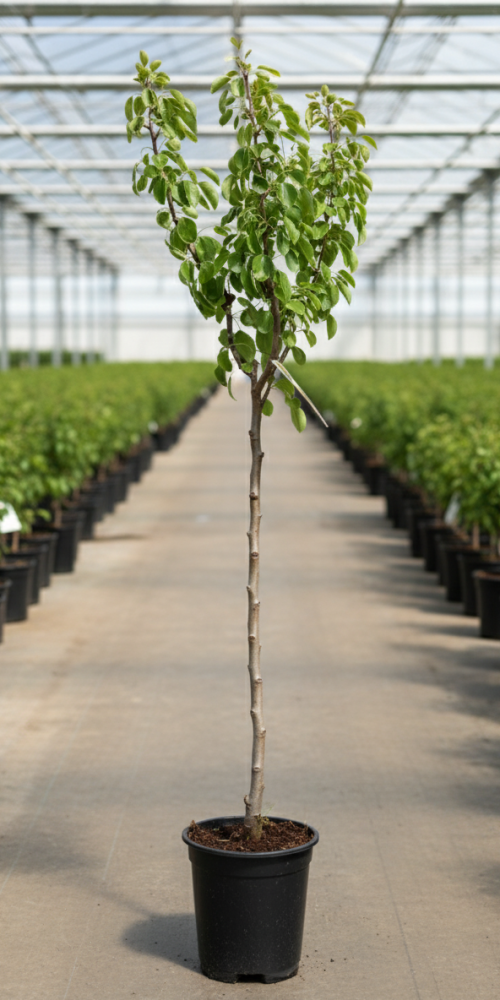 Gemini_Generated_Image_ite9lxite9lxite9