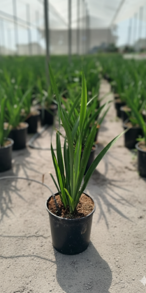 Gemini_Generated_Image_n1iu0zn1iu0zn1iu