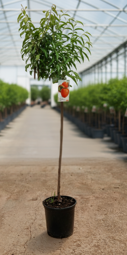 Gemini_Generated_Image_ojodckojodckojod