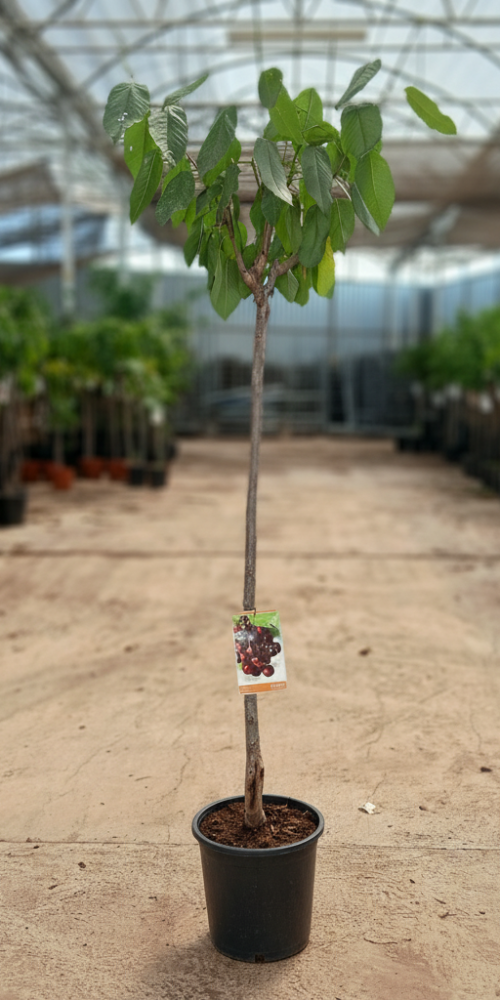 Gemini_Generated_Image_ot30wuot30wuot30