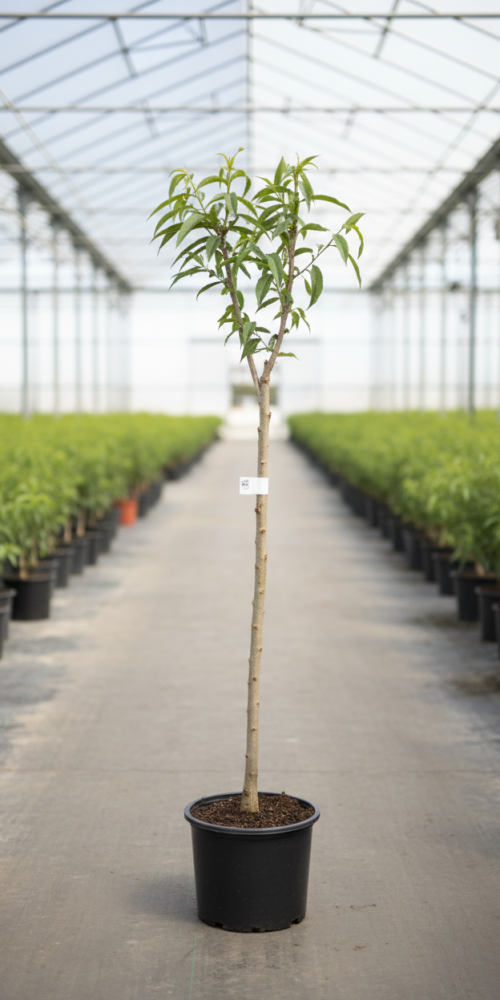 Gemini_Generated_Image_rfzvlrfzvlrfzvlr