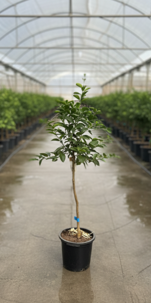 Gemini_Generated_Image_scta9gscta9gscta