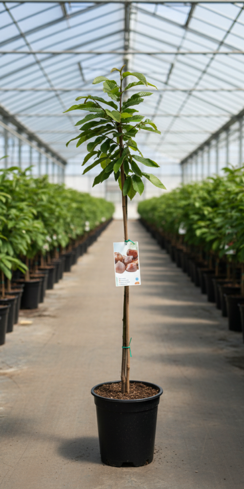 Gemini_Generated_Image_ux3bfeux3bfeux3b