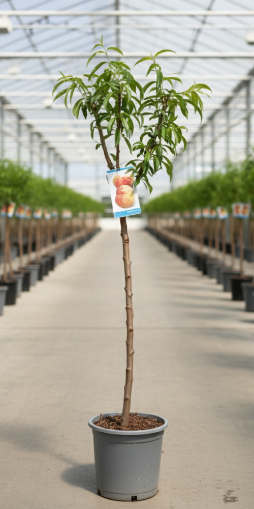 Gemini_Generated_Image_wzdqpbwzdqpbwzdq