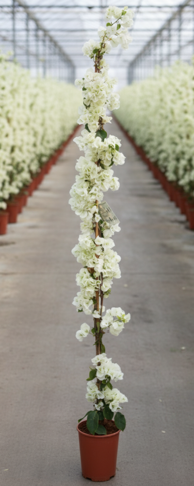 Gemini_Generated_Image_xddh2xxddh2xxddh