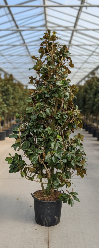 Gemini_Generated_Image_y4asjxy4asjxy4as