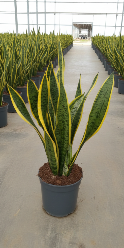 Gemini_Generated_Image_yavuavyavuavyavu