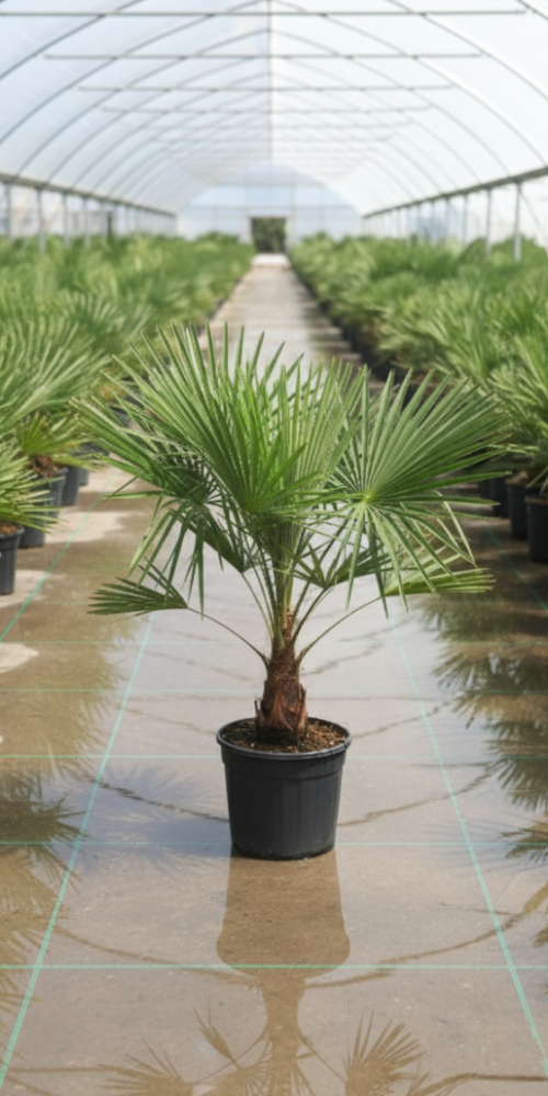 Gemini_Generated_Image_zarrw5zarrw5zarr