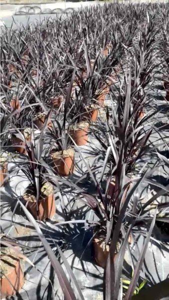 Phormium black adder vivercid vivero web