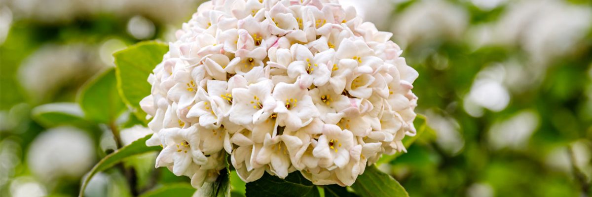 Viburnum-tinus-1250x750