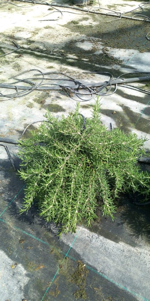 WhatsApp Image 2025-07-31 at 11.39.50