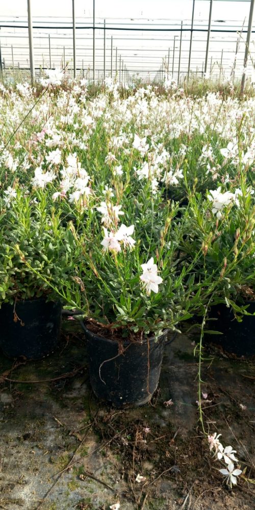 WhatsApp Image 2025-09-02 at 11.23.50