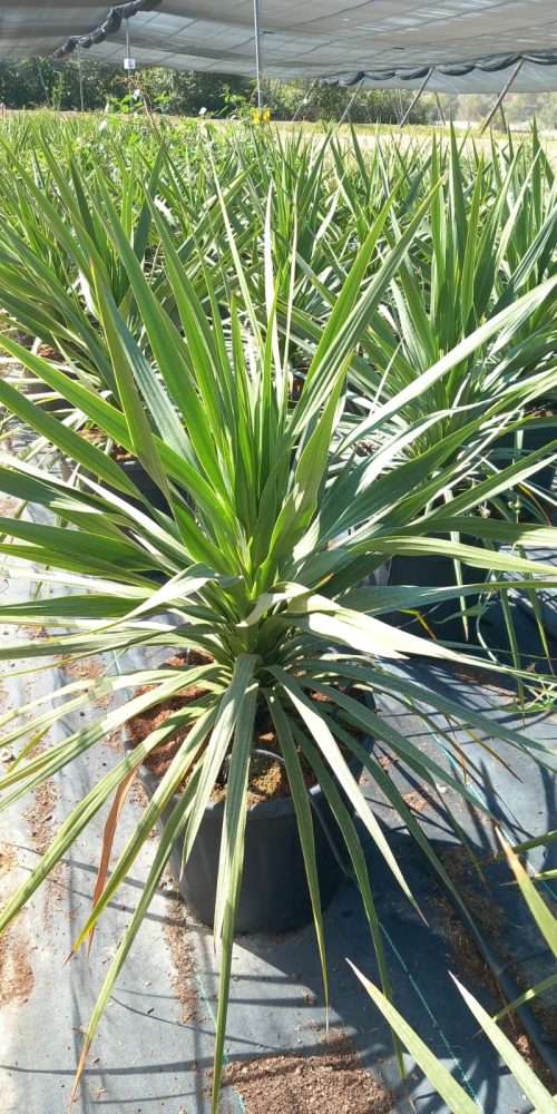 WhatsApp Image 2025-09-10 at 17.05.15 (1)