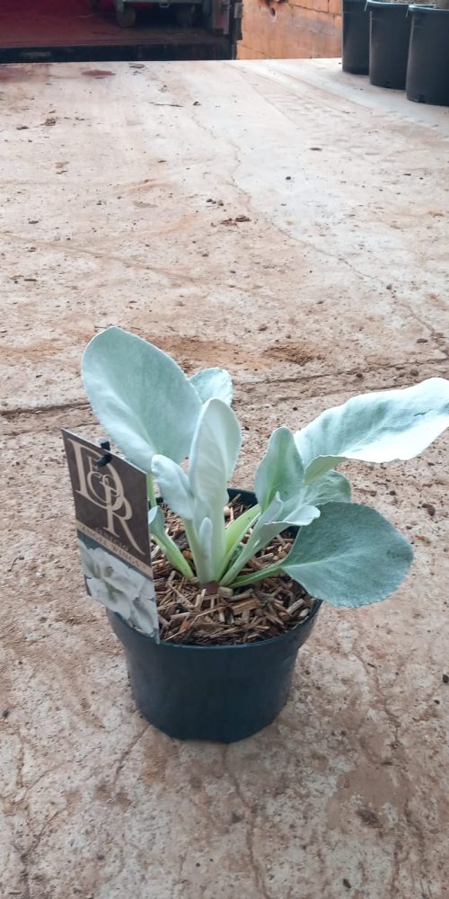 WhatsApp Image 2025-10-06 at 09.51.10