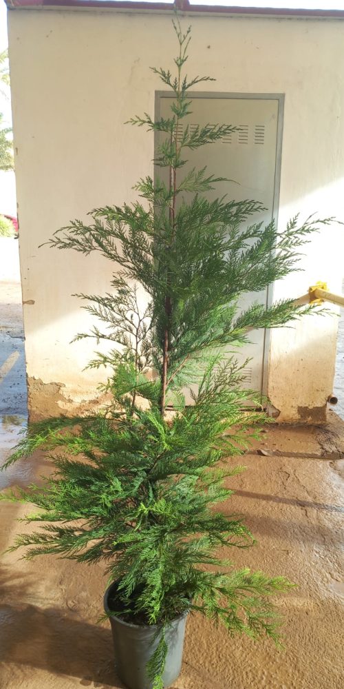 WhatsApp Image 2026-01-20 at 16.14.56