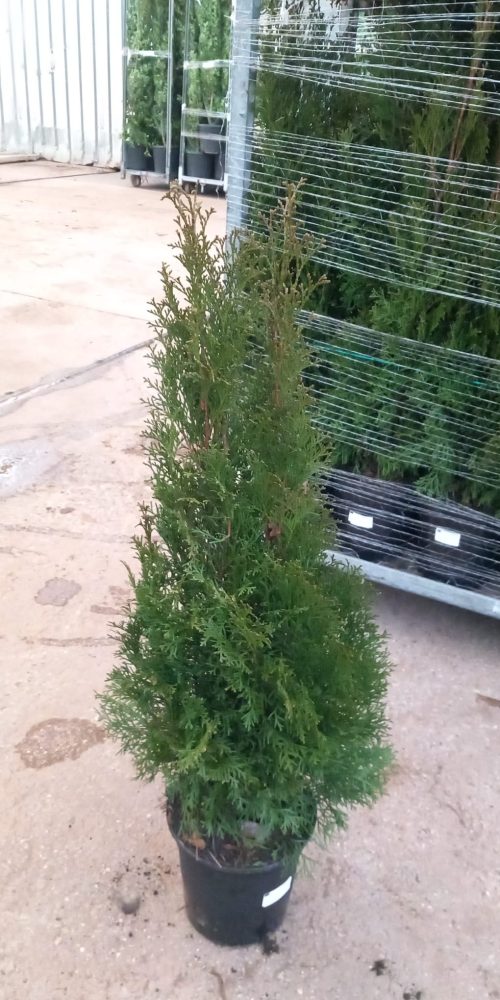 WhatsApp Image 2026-02-16 at 08.52.05