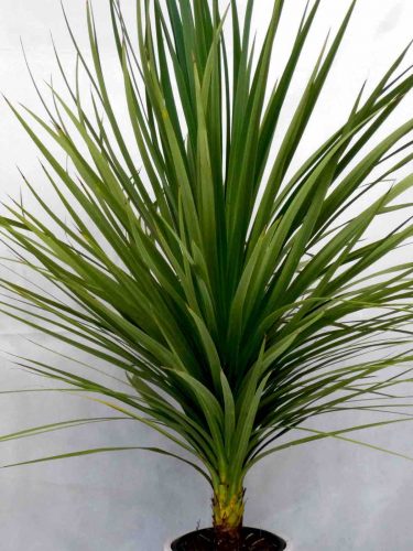 cordyline australis plantas que soportan climas costeros vivercid web