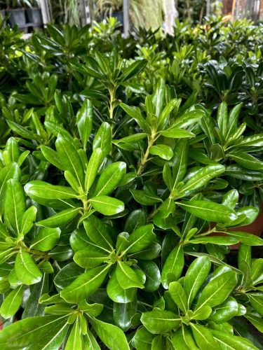 pittosporum tobira plantas que soportan climas costeros vivercid web