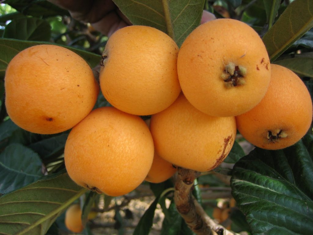 ERIOBOTRYA JAPONICA Vivercid