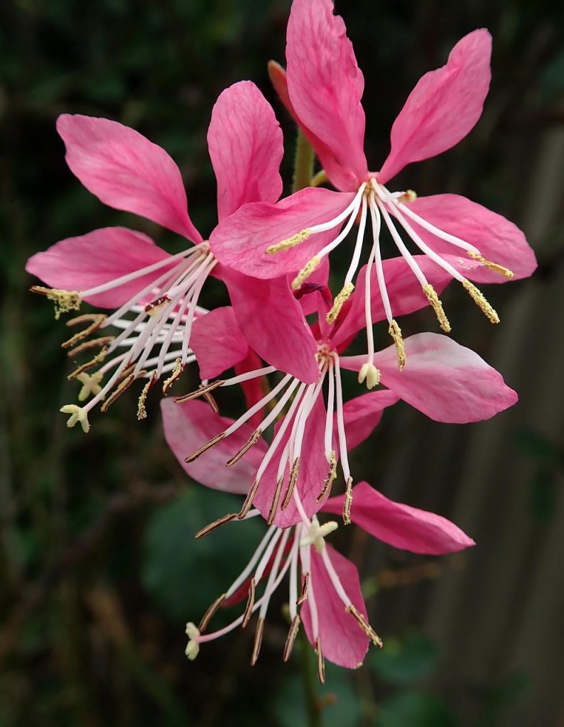 Gaura vivercid plantas resistentes al calor