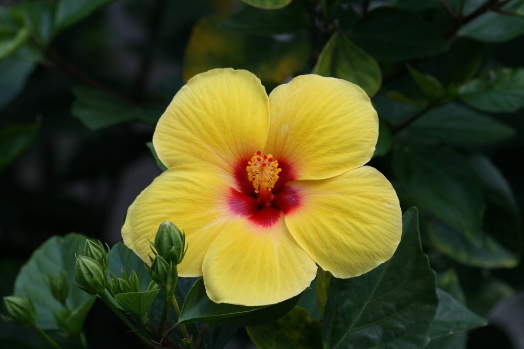 Hibiscus vivercid plantas resistentes al calor