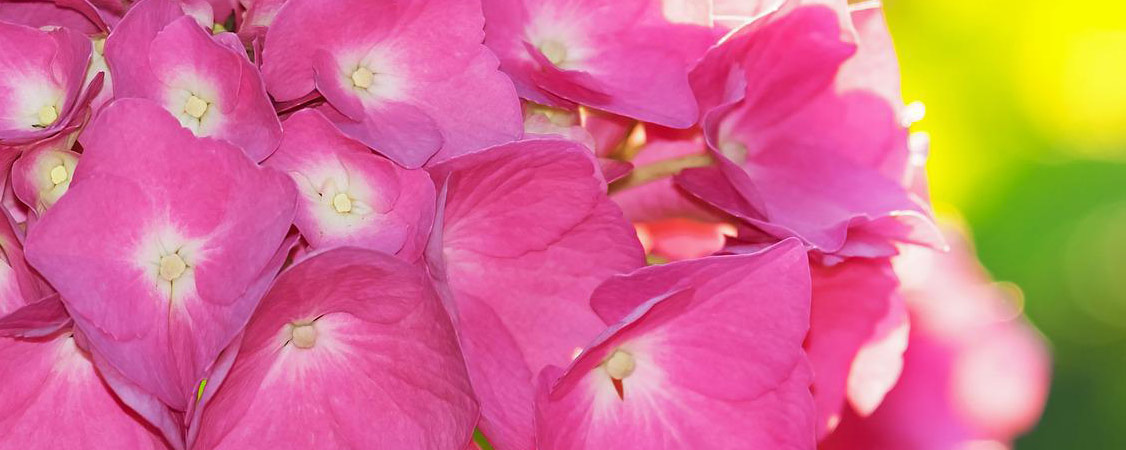 Hortensias Rosas - Plantas color rosa - Rosas - VIVERCID