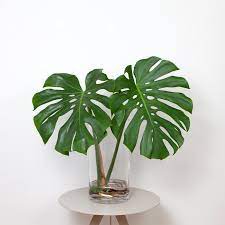 Monstera deliciosa en agua – Moiplants