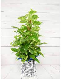 Pothos con Tutor 80cm | Plantas de Interior