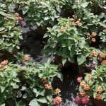lantana plantas que soportan climas costeros vivercid destacada
