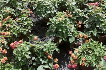 lantana plantas que soportan climas costeros vivercid destacada