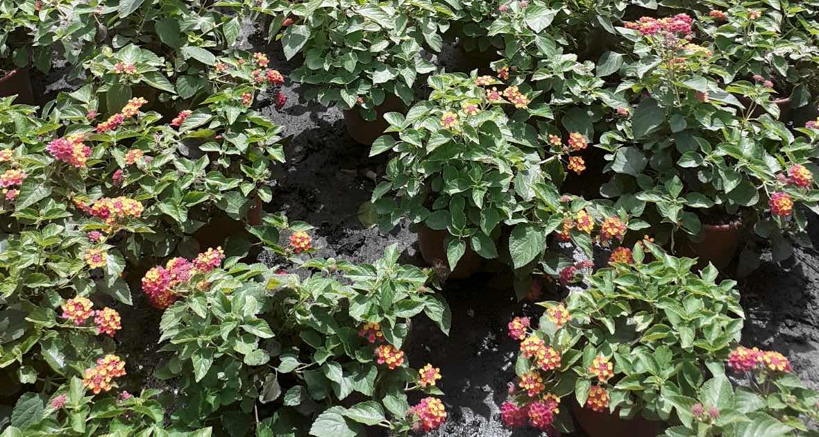 lantana plantas que soportan climas costeros vivercid destacada