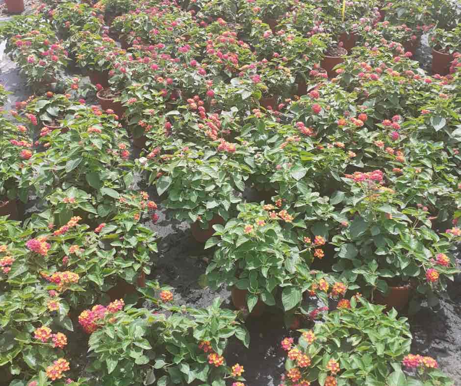 lantana plantas que soportan climas costeros vivercid valencia vivero