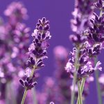 Lavanda principal vivercid plantas resistentes al calor