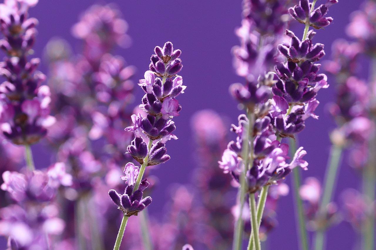 Lavanda principal vivercid plantas resistentes al calor