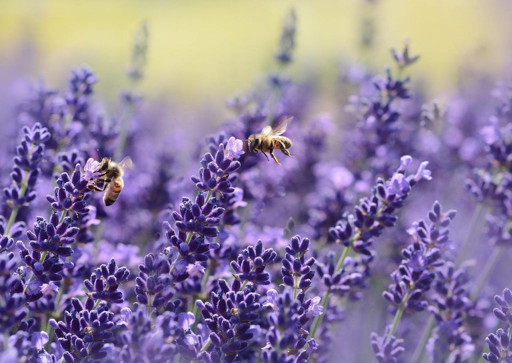 Lavanda vivercid plantas resistentes al calor