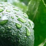 limon meyer limonero