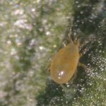 lucha biologica en planta ornamental con ANDERcontrol Amblyseius andersoni