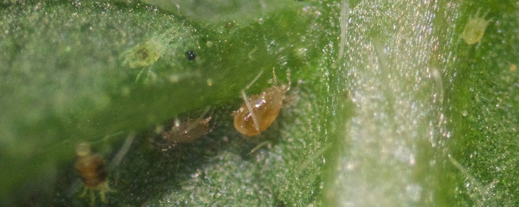 lucha biologica en vivero Agrobio Andersoni depredando araña roja