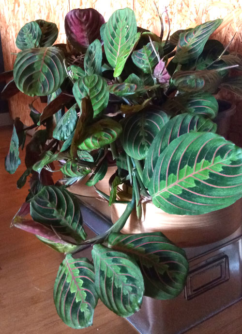 maranta leuconeura decoración