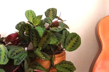 maranta leuconeura fototropismo