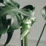 monstera deliciosa relax