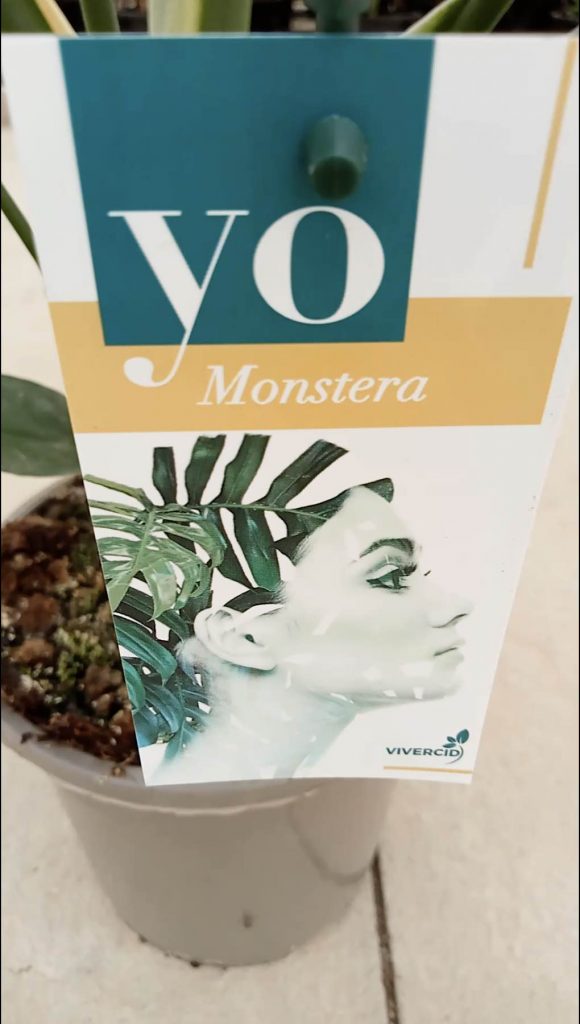 monstera vivercid colección yo